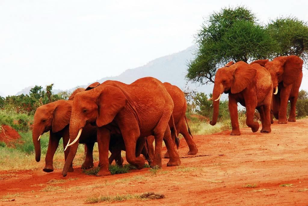 Red elephants of Tsavo