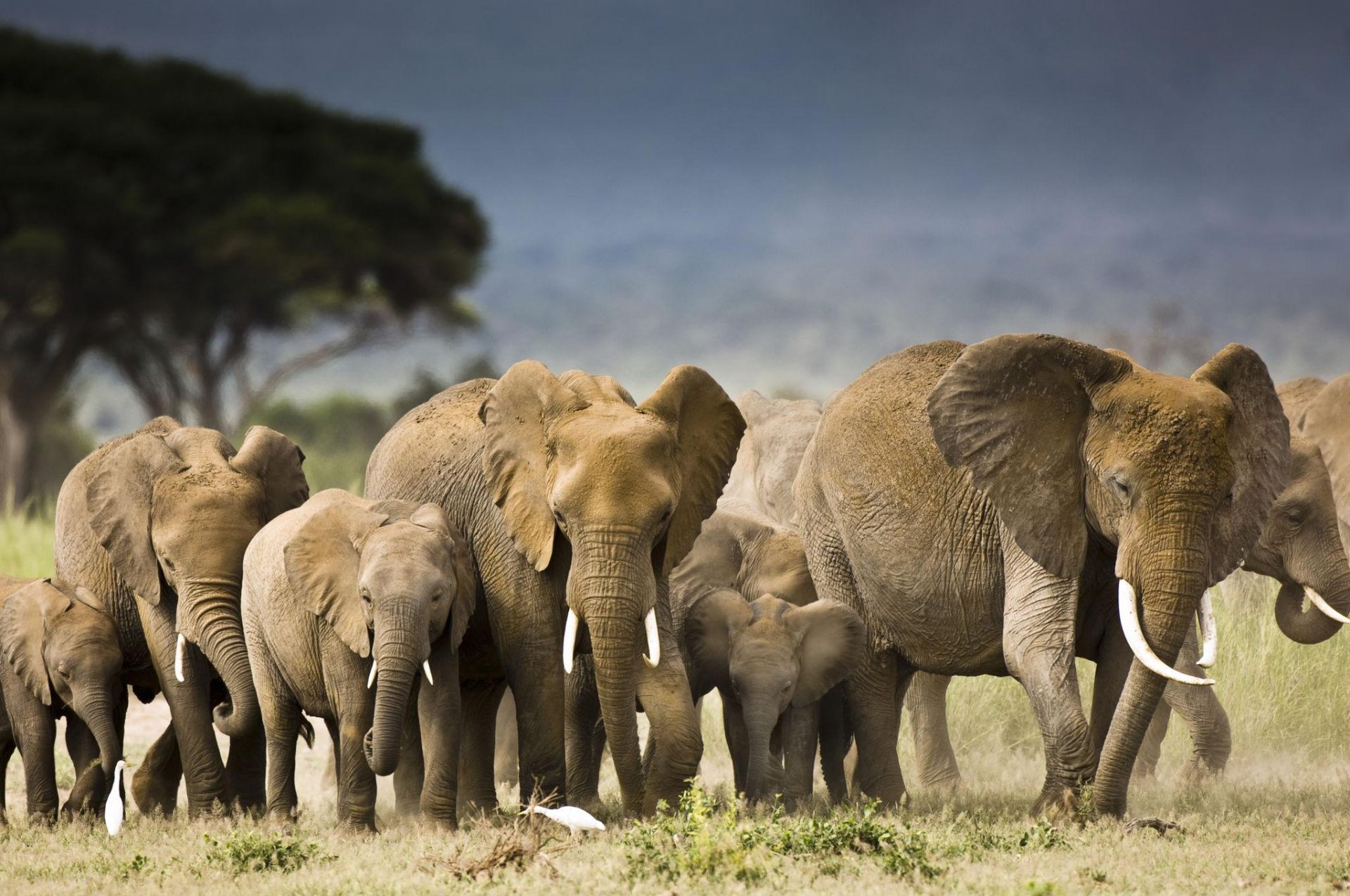Elephant herd at dawn — Amboseli